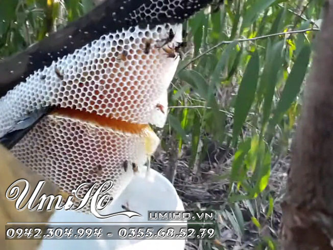 Mật ong rừng tràm U Minh nguyên chất